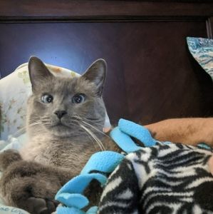 Meet your Posher, Susan